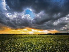 《柳梢青·鶗鴂数声》原文翻译赏析视频-蔡伸-宋词三百首