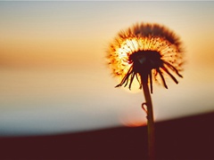 《春宫怨·早被婵娟误》原文翻译赏析-杜荀鹤古诗