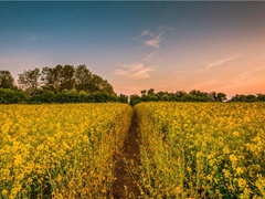 《六丑·蔷薇谢后作》原文翻译赏析视频-周邦彦-宋词三百首