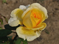 李颀·古从军行:谁在时光深处草菅人命(翻译赏析)