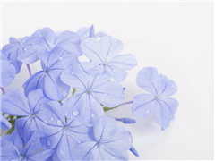 行路,行路难（小梅花）,缚虎手