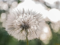 《秋怀二首》原文赏析-黄庭坚