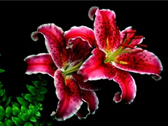 《高阳台·送陈君衡被召》原文翻译赏析视频-周密-宋词三百首