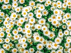 《鹧鸪天·怀王道甫》原文,(宋)陈亮词作赏析