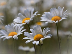 《夜宿七盘岭》古诗翻译赏析-沈期作品