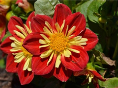 《终南别业》原文翻译赏析视频-王维-五言律诗-唐诗三百首