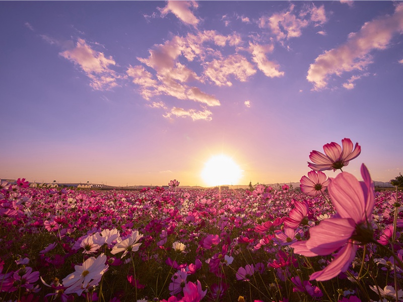 夷夏虽有殊,气味终不改出处赏析-高力士《感巫州荠菜》一生忠心的高力士