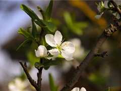 《小松》原文赏析-杜荀鹤