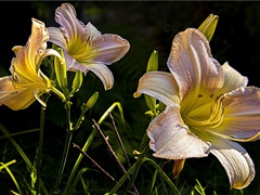 此景只应天上有,岂知身在妙高峰的意思出处赏析