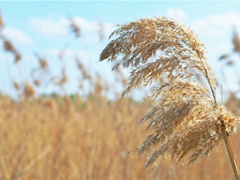 《山中》原文翻译赏析-王勃