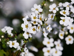 《莺啼序·春晚感怀》原文翻译赏析视频-吴文英-宋词三百首