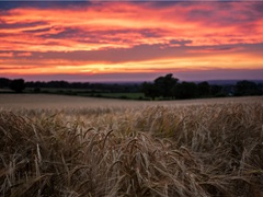 丹青,丹青引赠曹霸将军